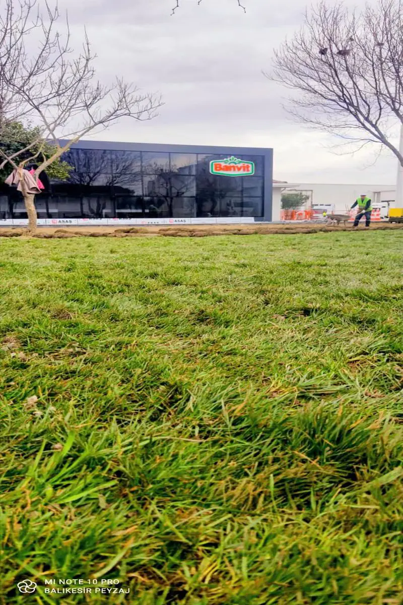 Banvit Bandırma Yağmur Altında Rulo Çim Serimi Sonucu